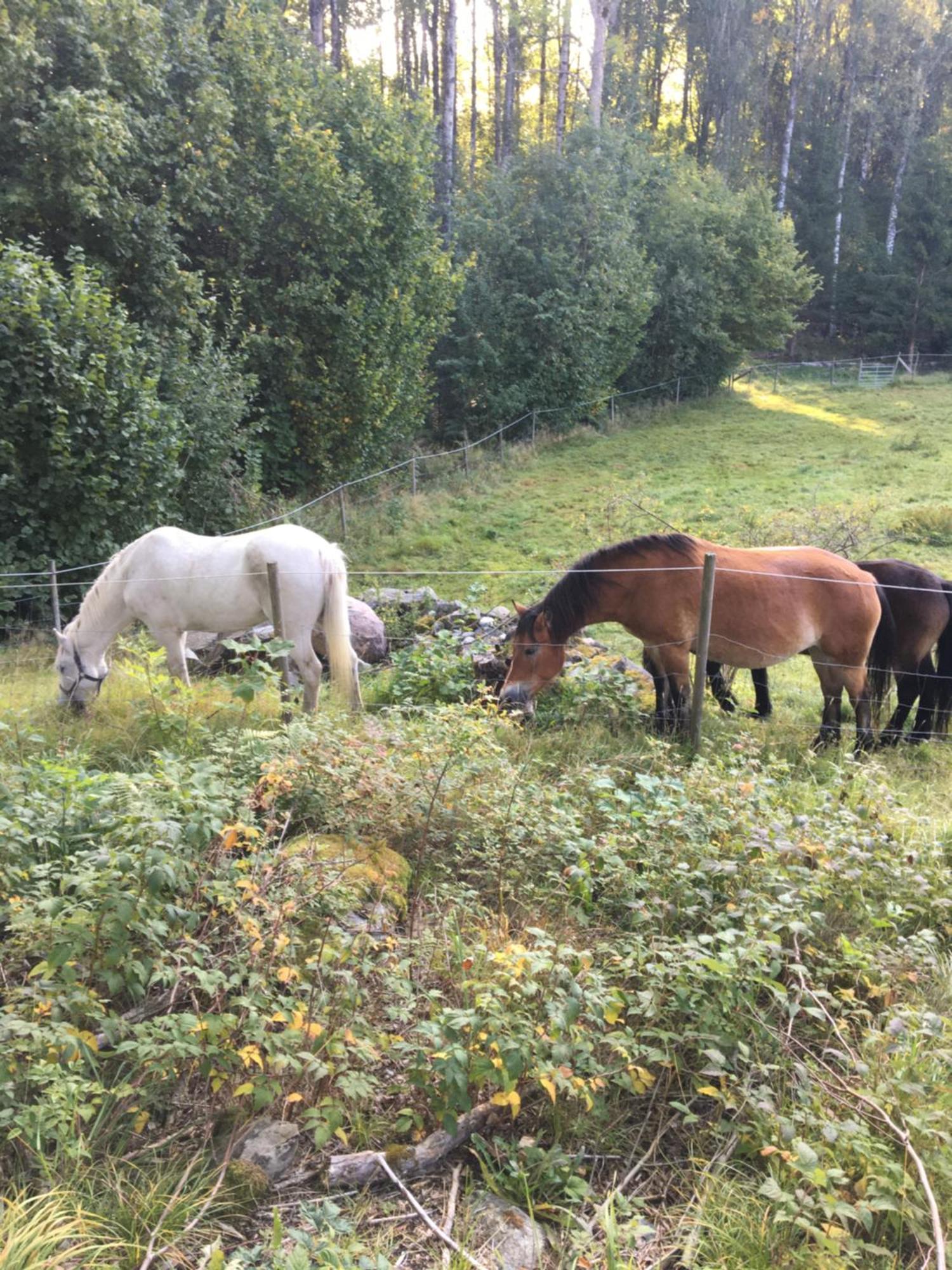 Henneviken Bnb Ed Екстериор снимка
